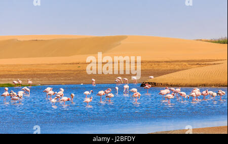 Flock of pink flamingo marching along the dune in Kalahari Desert, Namibia Stock Photo