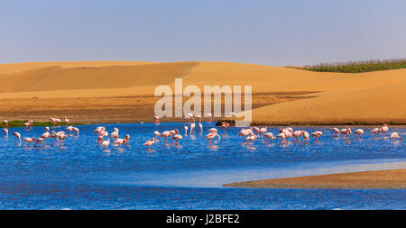 Flock of pink flamingo marching along the dune in Kalahari Desert, Namibia Stock Photo