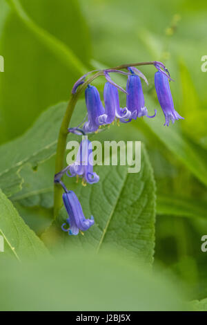 Native British Wild Bluebell flower Stock Photo