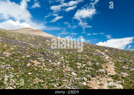 Hiking trail climbs through colorful wildflowers covering the tundra landscape in the Colorado Rocky Mountains Stock Photo