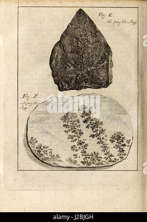 'Miscellanea curiosa, sive, Ephemeridum medico-physicarum Germanicarum' (1700) Stock Photo