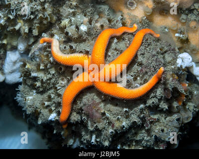 A Blood Star photographed during a dive off Pender Island in southern British Columbia. Stock Photo