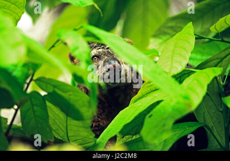 Asia, Indonesia, Sulawesi. Ailurops ursinus, Bear cuscus, an arboreal marsupial. Almost nothing is known of their status and ecology. Stock Photo