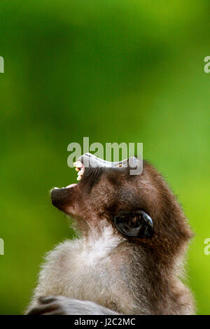 Asia, Indonesia, Sulawesi, Buton Island. Juvenile Buton macaque, Macaca ochreata brunnescens, a subspecies of the Booted macaque, both endemics of Sulawesi. Stock Photo