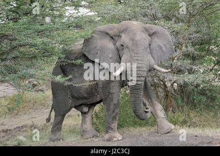 African elephant (Loxodonta africana) between acaciatree, looking at camera, Serengeti national park, Tanzania. Stock Photo