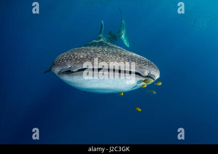 Whale Shark And Golden Trevally Gnathanodon Speciosus Cenderawasih whale-shark-and-golden-trevally-gnathanodon-speciosus-cenderawasih