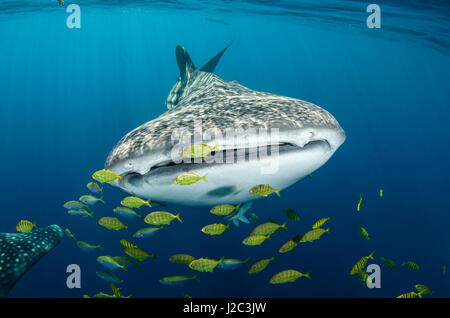 Whale Shark and Golden Trevally (Gnathanodon speciosus) Cenderawasih Bay, West Papua, Indonesia Stock Photo