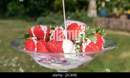 Strawberries and Cream in a summer garden ! Stock Photo