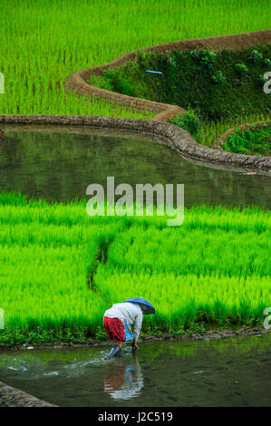 Woman working on the Unesco World Heritage Site, Rice Terraces of Banaue, Northern Luzon, Philippines Stock Photo