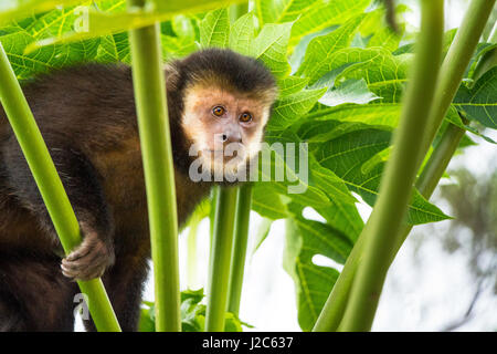 Capuchin monkey on the top of a papaya tree. Stock Photo