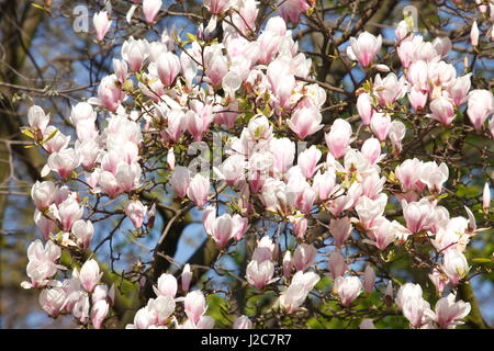 magnolia blossom Stock Photo