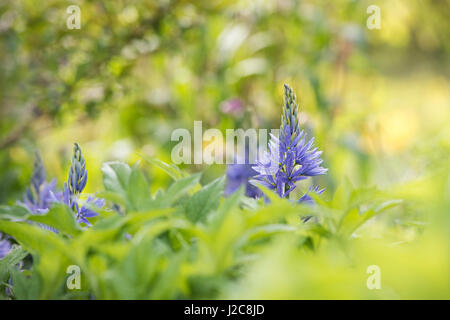 Camassia leichtlinii. Camas Quamash, Wild hyacinth flowers Stock Photo