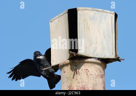 Jackdaw (Corvus monedula) landing on a chimney it is nesting in with nest material, Wiltshire, UK, April. Stock Photo