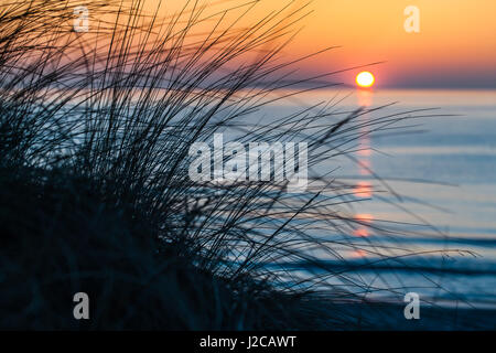 Silhouette tuft beach grass in front of blue sea sunset and orange sky horizon at Darss peninsula, Mecklenburg, Germany Stock Photo