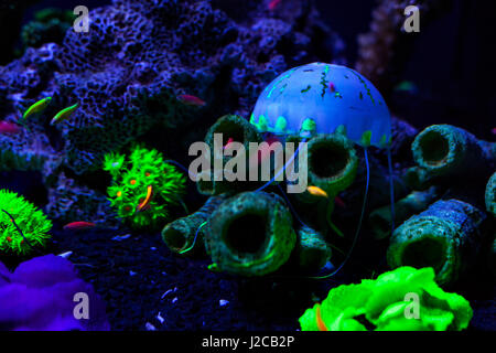 Jellyfish at the bottom among corals color. Stock Photo