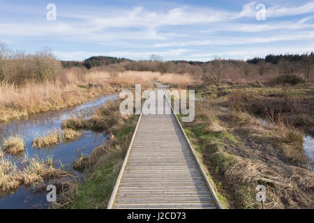 Wooden boardwalk, Foxglove Covert Local Nature Reserve, Catterick ...