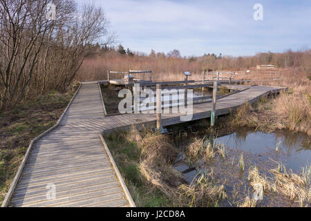 Wooden boardwalk and fence by pool, Foxglove Covert Local Nature ...
