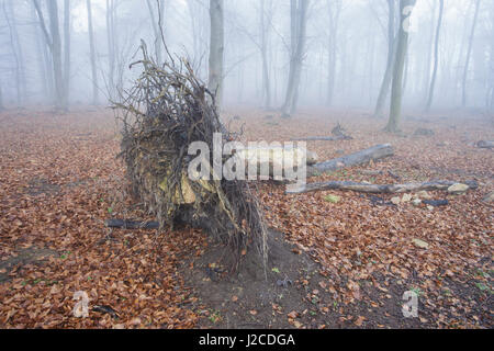 Uprooted tree, in Common Beech (Fagus sylvatica) woodland habitat, in mist, West Yorkshire, England, February Stock Photo
