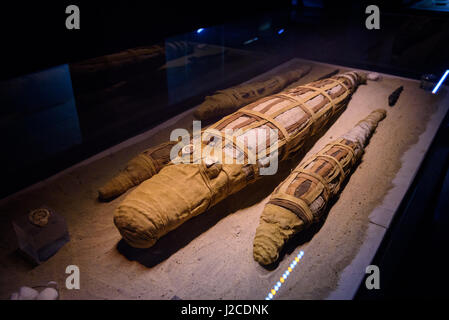 Egypt, Aswan Gouvernement, Kom Ombo, Crocodile mummies In the temple sacred crocodiles were held, which after their death were mummified like humans Stock Photo