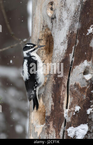 Hairy woodpecker / Haarspecht ( Picoides villosus ) in winter, female adult sitting at a snow dead tree, searching for food, side view, Yellowstone NP Stock Photo