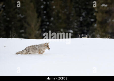 Coyote / Kojote ( Canis latrans ), in winter, walking through deep snow along the edge of a forest, Yellowstone NP, USA. Stock Photo