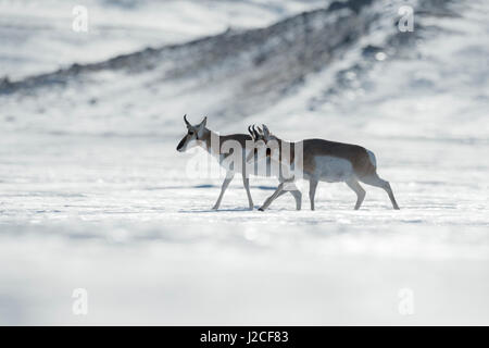 Pronghorns / Gabelboecke / Gabelantilopen ( Antilocapra americana ) in winter, two bucks walking through snow covered rolling hills, harsh weather, Ye Stock Photo