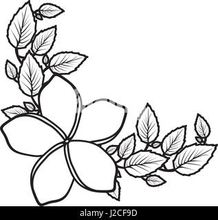 monochrome silhouette with malva flower with leaves Stock Vector
