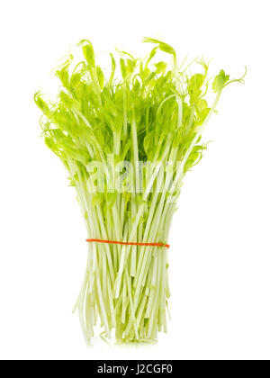 Sweet pea sprouts isolated on white background. Stock Photo