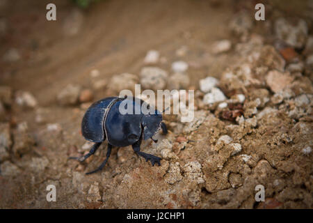 South Africa, Western Cape, Western District, Addo Elephant National Park, Garden Route, around Cape Town. A small beetle in the national park Stock Photo