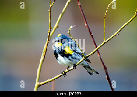 The Audubon's warbler (Setophaga auduboni or Setophaga coronata auduboni) is a small New World warbler. Stock Photo