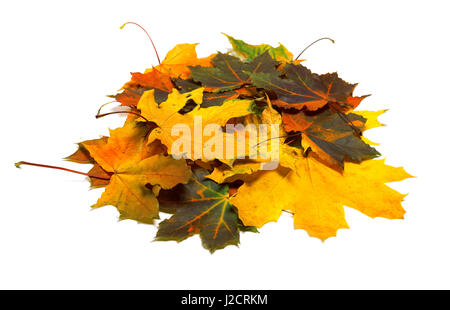 Pile of autumn dried multi colored maple leaves. Isolated on white background. Stock Photo