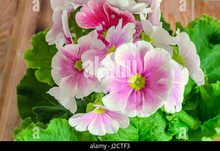 Primula obconica touch me, pink with white flowers, green leaves, close up, wood background Stock Photo