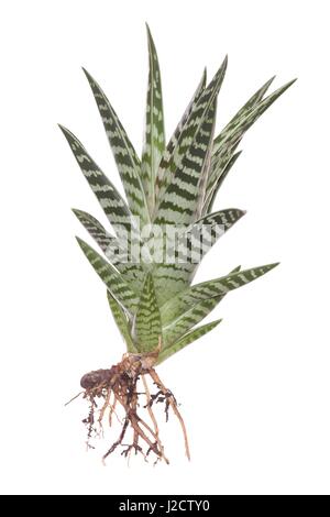 whole snake plant with roots on white background Stock Photo