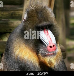 Mature male West African Mandrill (Mandrillus sphinx) in Ouwehands Dierenpark Rhenen Zoo, The Netherlands Stock Photo
