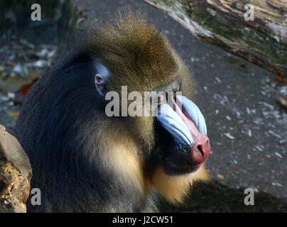 Mature male West African Mandrill (Mandrillus sphinx) taking a nap Stock Photo