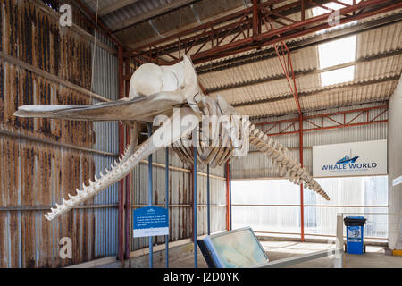 Southwest Australia, Albany, Whale World, former Whaling Station, whale skeleton Stock Photo