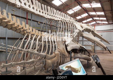 Southwest Australia, Albany, Whale World, former Whaling Station, whale skeleton Stock Photo