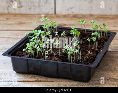 Rocket seedlings in a black tray on a wooden table Stock Photo