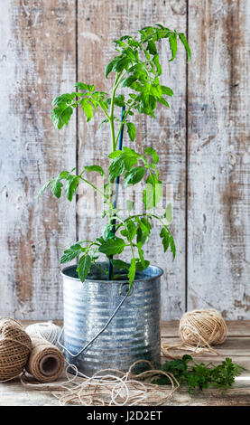Preparing an urban vegetable garden: tomato plant in a tin pot on a wooden table. Stock Photo