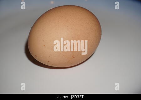 large brown spotted egg closeup on a white background with a s slight dark shadow and nothing else in the picture Stock Photo