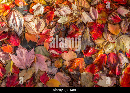 A bright mix of colorful leaves lie on the ground, moistened by recent rain in Autumn.  Leaves are mostly maples in various shades of red, orange,yell Stock Photo