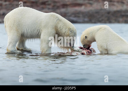 Polar bear feeding on narwhal carcass on icepack Ursus maritimus Floe ...