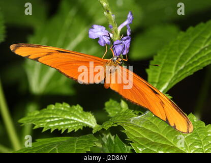 Orange Julia Longwing or Julia Butterfly (Dryas iulia) feeding on a flower. Ranging from the USA to Bolivia, including the Caribbean Stock Photo