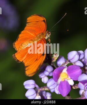 Orange Julia Longwing or Julia Butterfly (Dryas iulia) feeding on a flower. Ranging from the USA to Bolivia, including the Caribbean Stock Photo