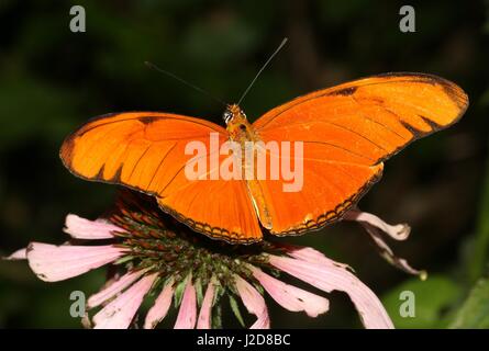 Orange Julia Longwing or Julia Butterfly (Dryas iulia) feeding on a flower. Ranging from the USA to Bolivia, including the Caribbean Stock Photo