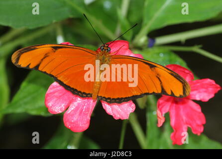 Orange Julia Longwing or Julia Butterfly (Dryas iulia) feeding on a flower. Ranging from the USA to Bolivia, including the Caribbean Stock Photo