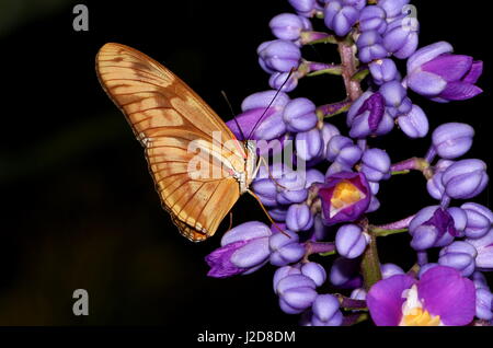 Orange Julia Longwing or Julia Butterfly (Dryas iulia) feeding on a flower. Ranging from the USA to Bolivia, including the Caribbean Stock Photo