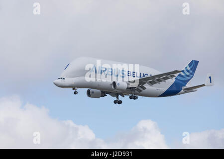 Hamburg, Germany - April 22, 2017: Beluga Transport Plane Number 1 is landing at the Airbus Plant in Hamburg Finkenwerder Stock Photo