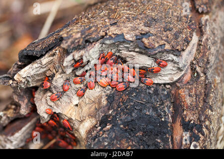 A group of firebugs on a log Stock Photo