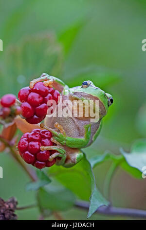 A Common tree frog on blackberries Stock Photo